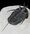 Devil Horned Cyphaspis Walteri Trilobite - #39777-5